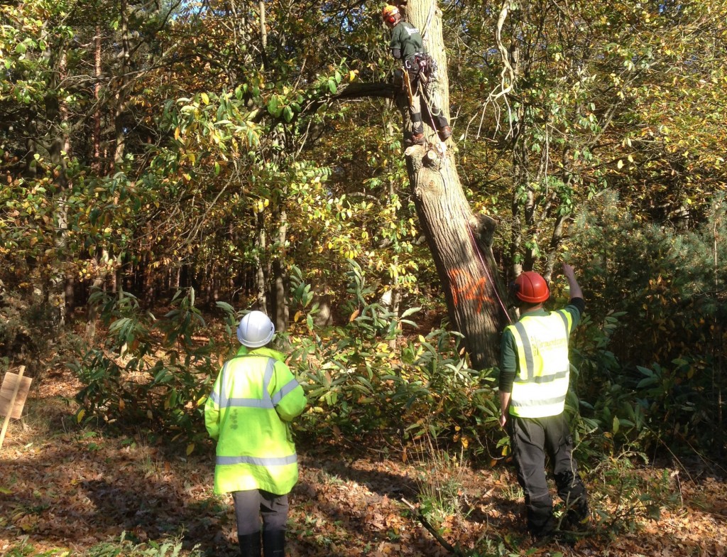 Tress inspection survey