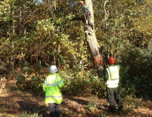 Tress inspection survey