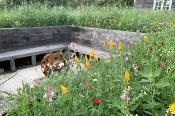 Wildflowers