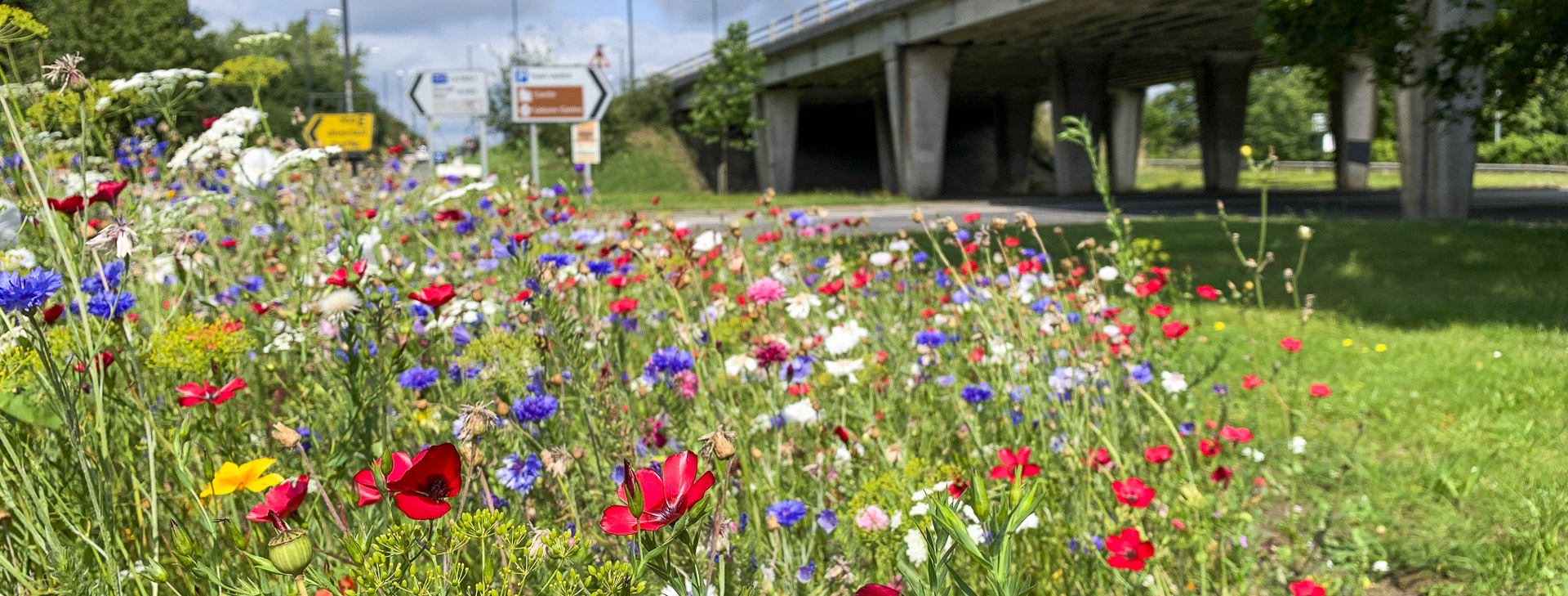 wild flower verges windsor berkshire