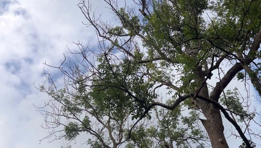 ash dieback ANB groundcare