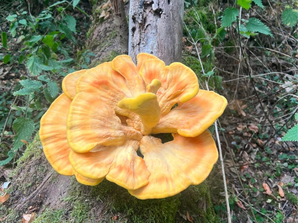 Chicken of the wood tree fungi