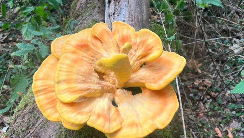 Chicken of the wood tree fungi