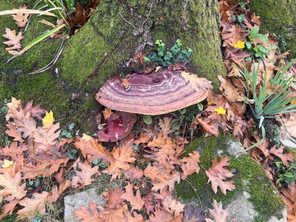 Ganoderma tree fungi