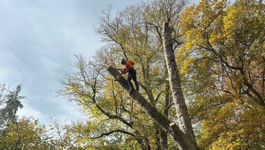 How do I prepare my trees for autumn storms