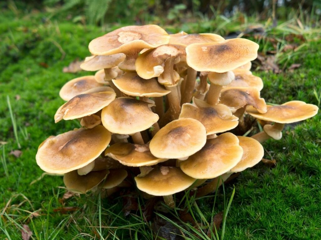 Honey Fungus
