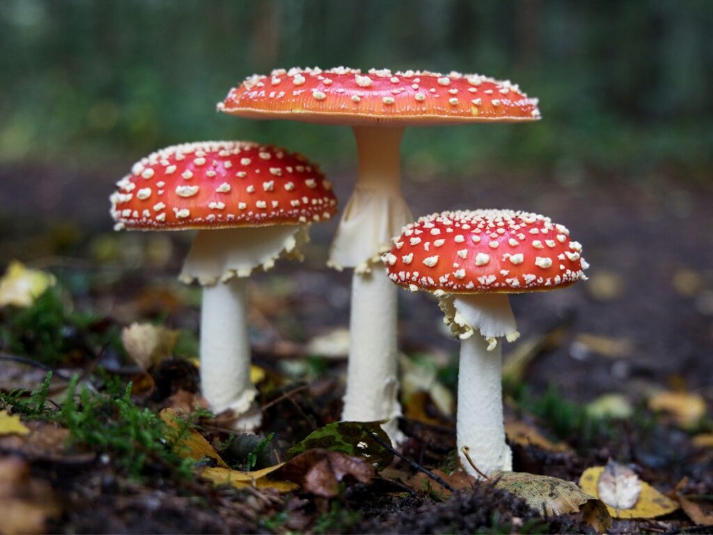 Fly Agaric