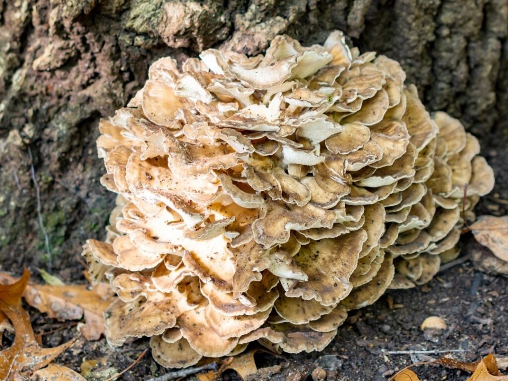 Hen of the Woods tree fungi