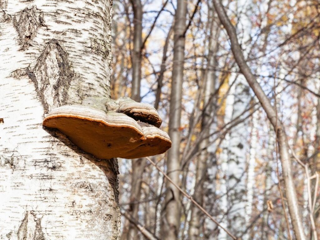 Birch Polypore